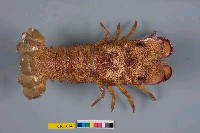 藏品(巴西擬蟬蝦)的圖片